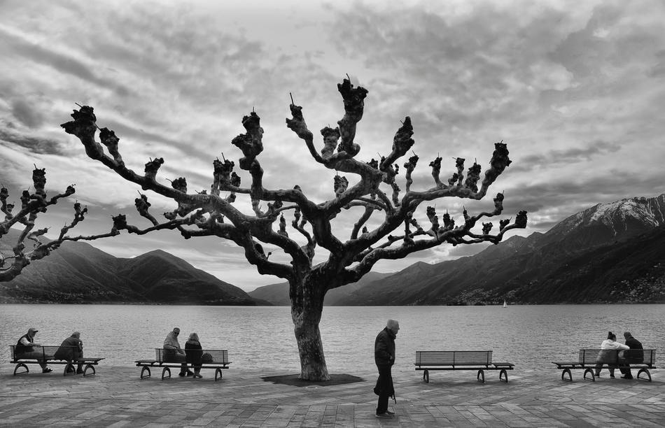 black and white, big tree and people on benches by the lake