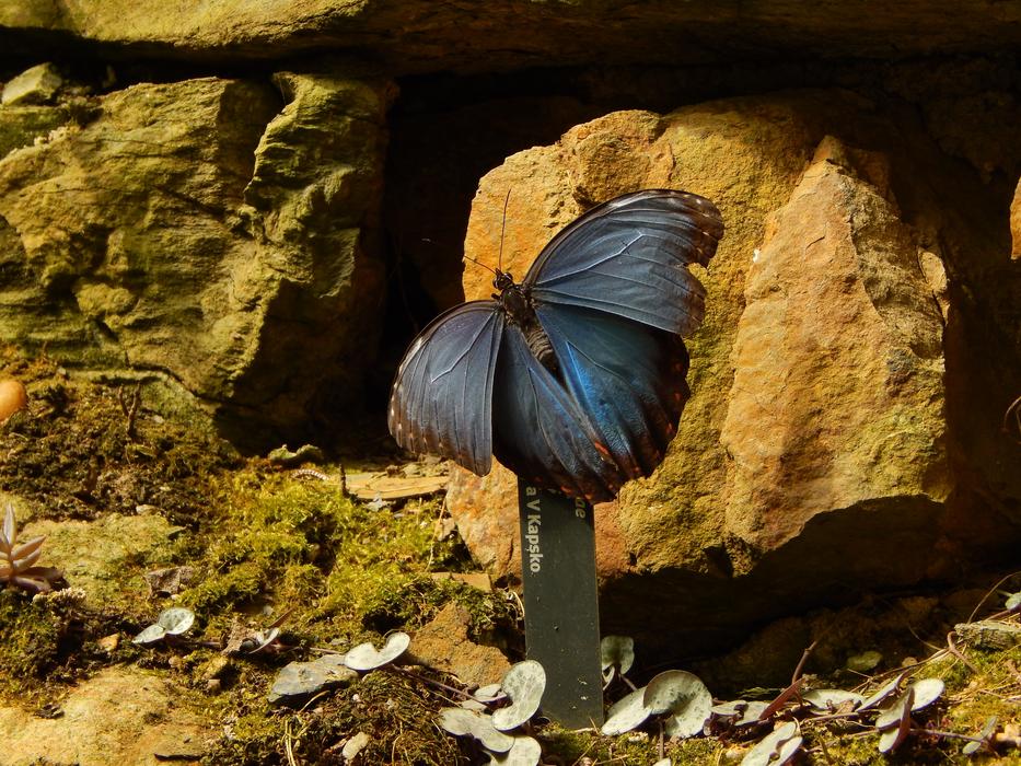 Butterfly dark blue insect