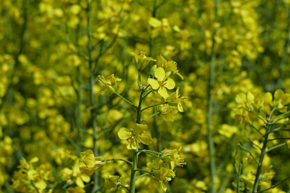 Colza Rape Plant