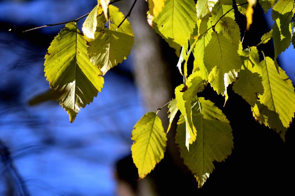 Foliage Autumn Nature