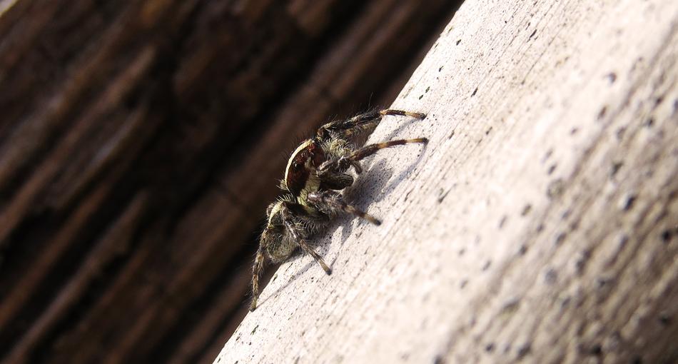 dangerous furry spider