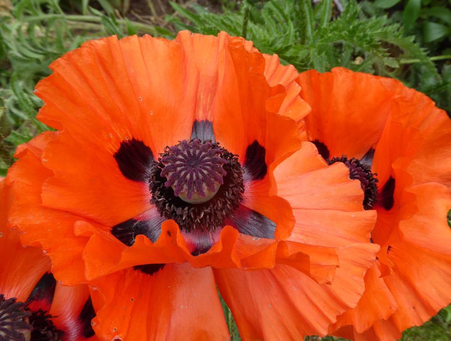 Flower Color Summer