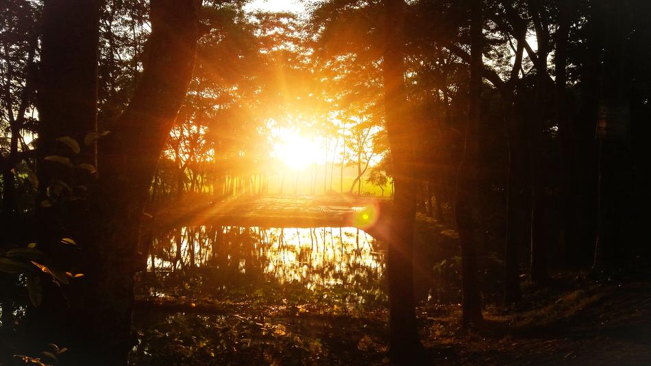 Nature Light Sun