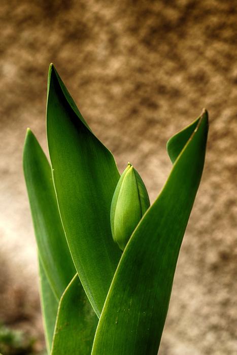 Green Flora leaves