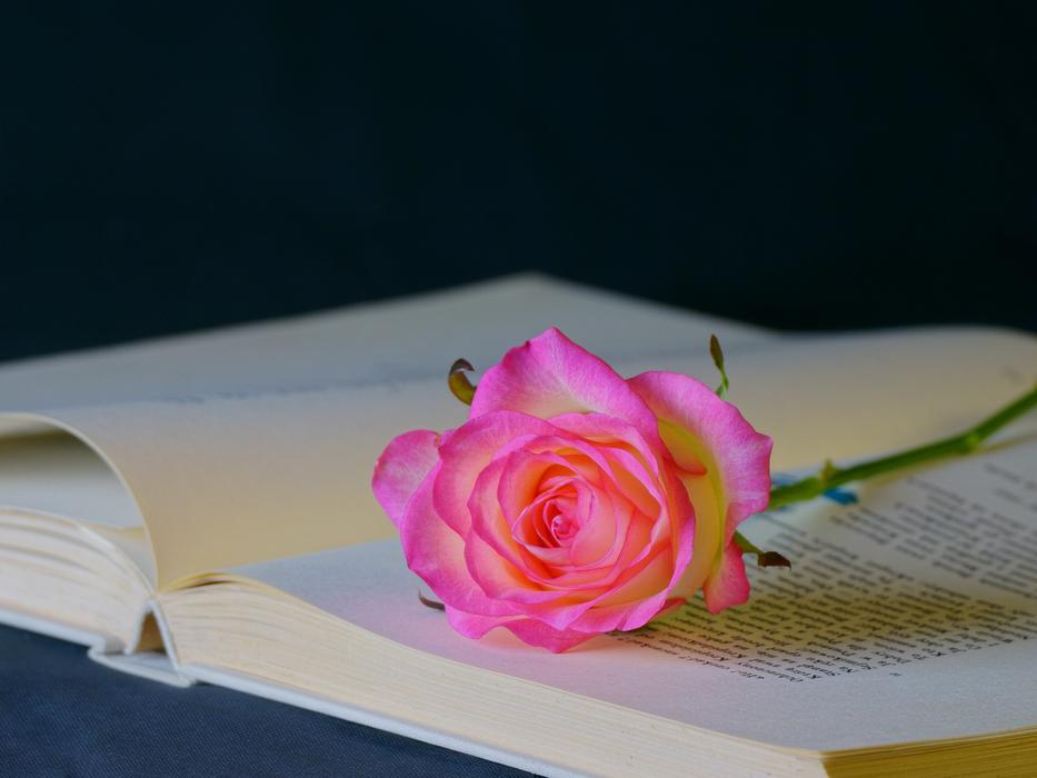 Flower Rose