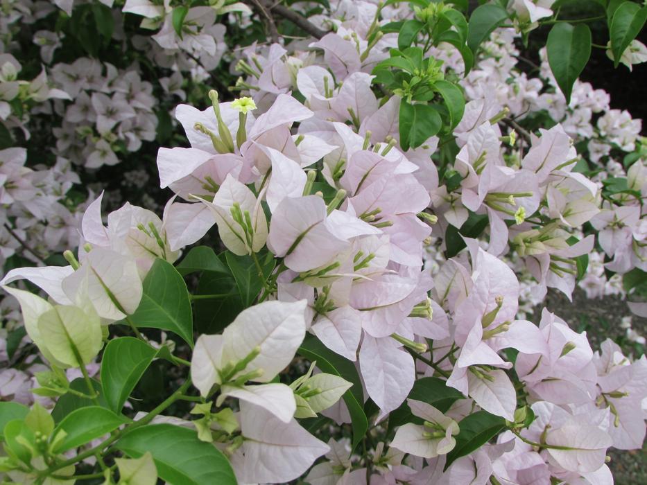 Flowers Nature