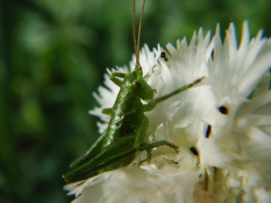 macro blur Nature Insect