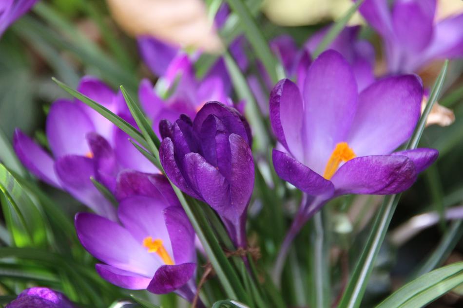 Nature Flower Plant