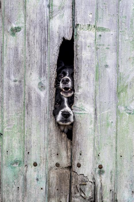 Wood Wallpaper Dogs