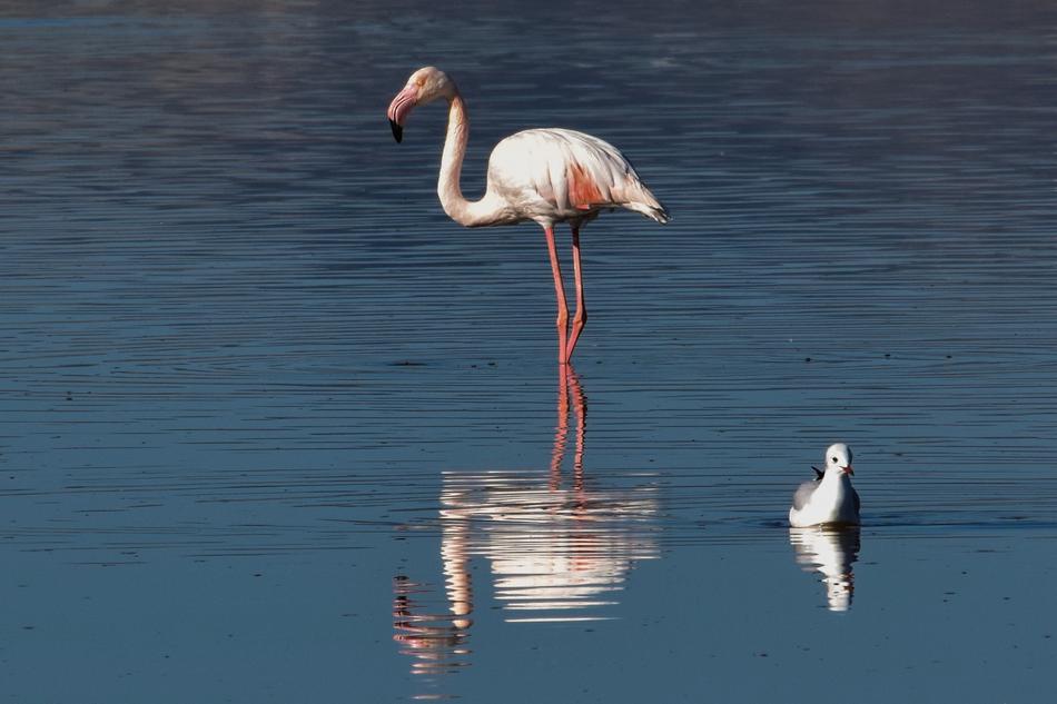 Flamingo Bird Water