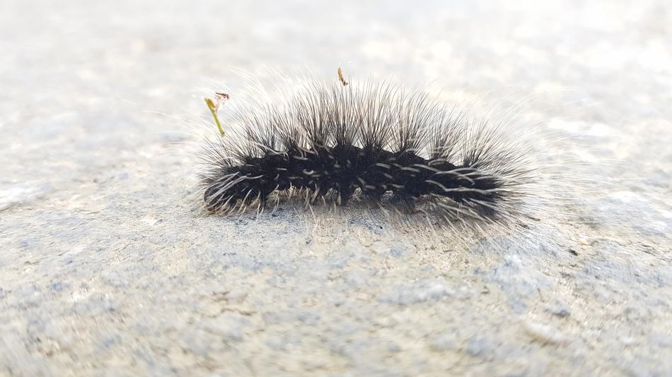 Nature Insect Caterpillar