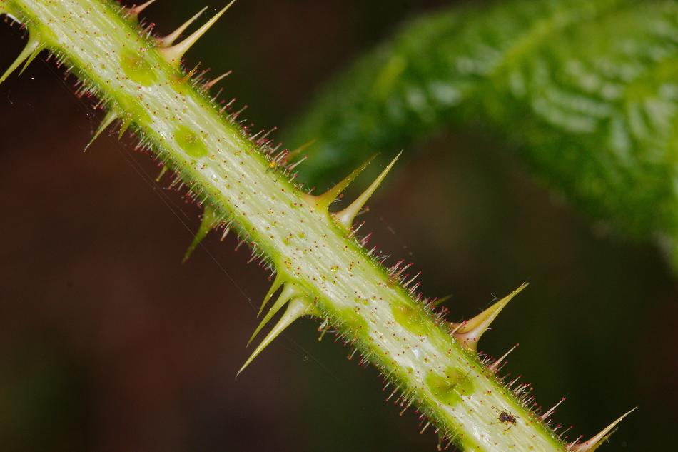 Nature Plant Close Up
