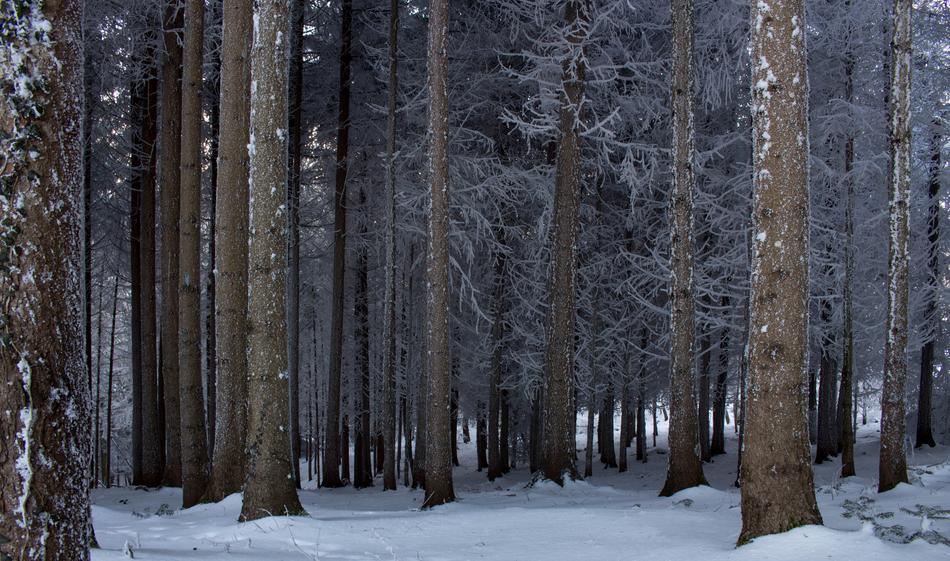 Snow Winter Wood