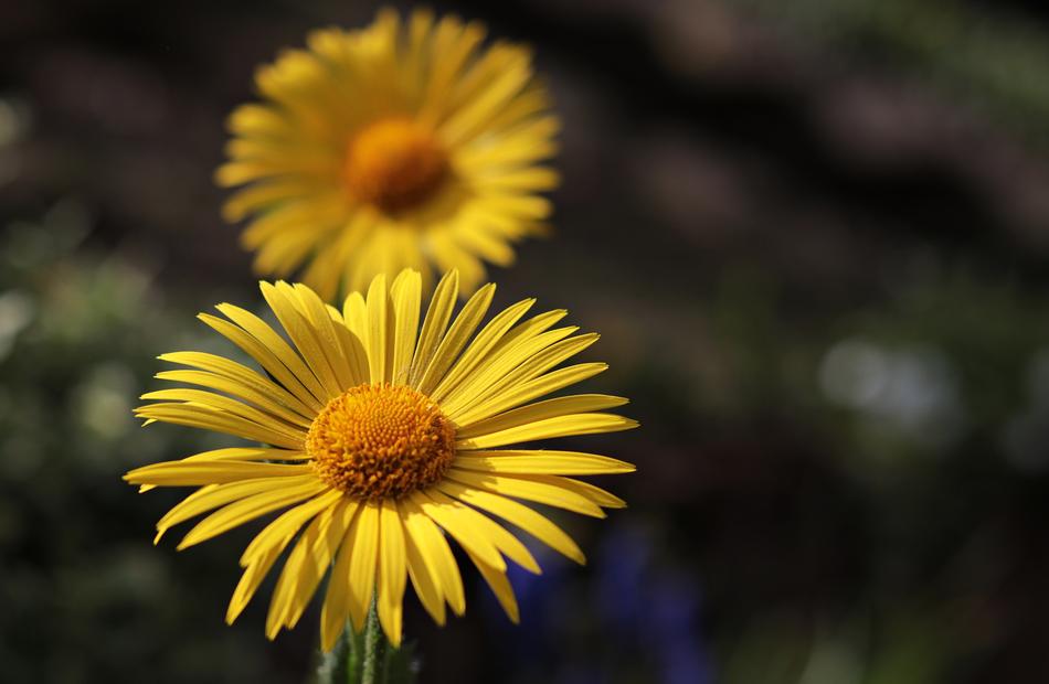 Marguerite Flower Argyranthemum frutescens