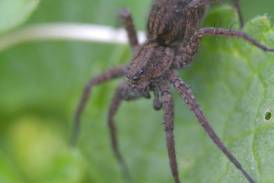 Spider Insect Arachnid