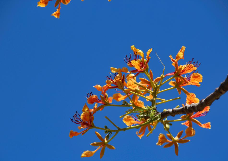 Nature Blue Flowers