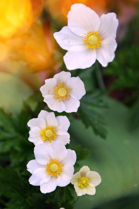 Flower Nature Plant