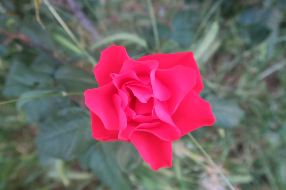 Rose Red Flower