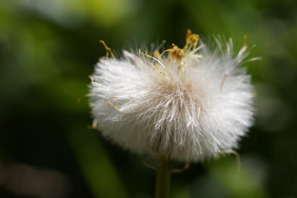 Flower Nature Yellow