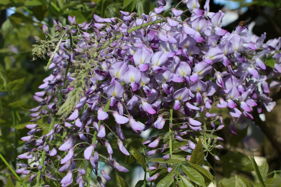 Flower Plant Nature