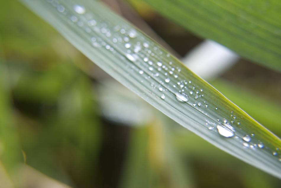 Rocio Garden Rain