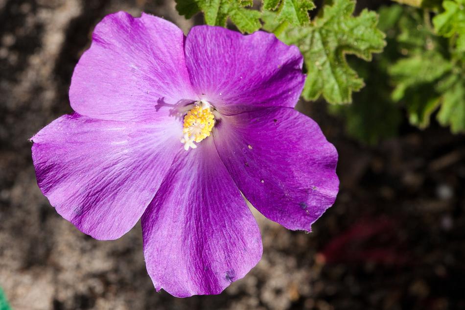 Native Hibiscus Australia Aussie
