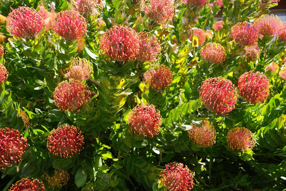 Native Bloom Season