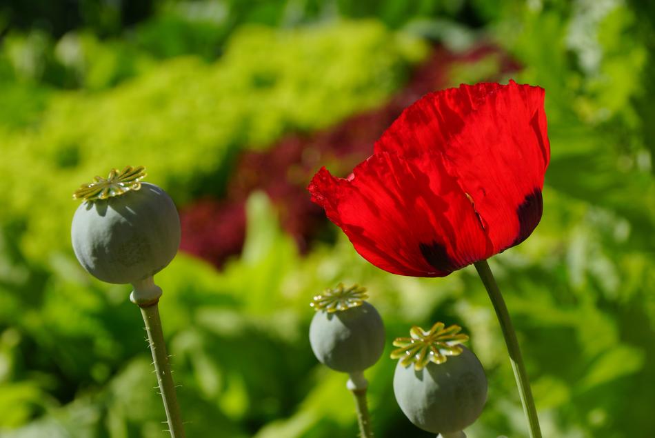 Flowers Poppy Red