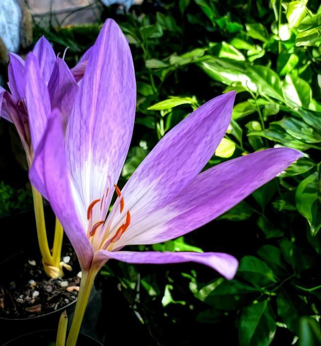 Nature Flower Flora