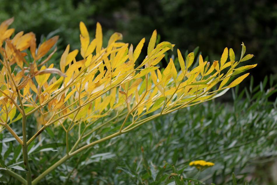 Plant Nature Leaves