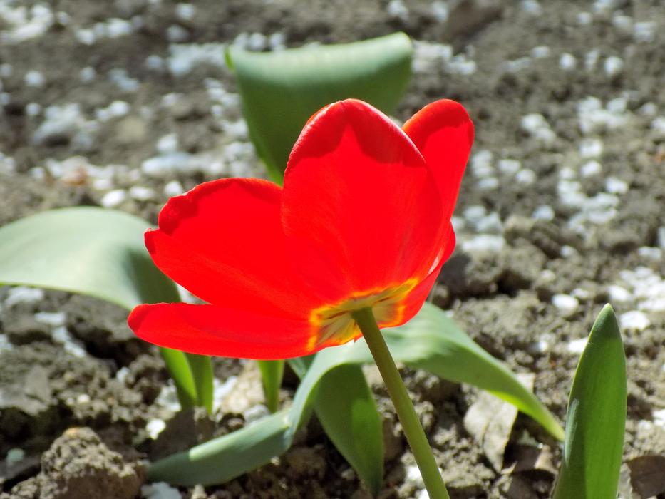 Tulip Nature Flower