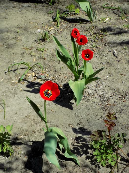 Tulips Flower Plant