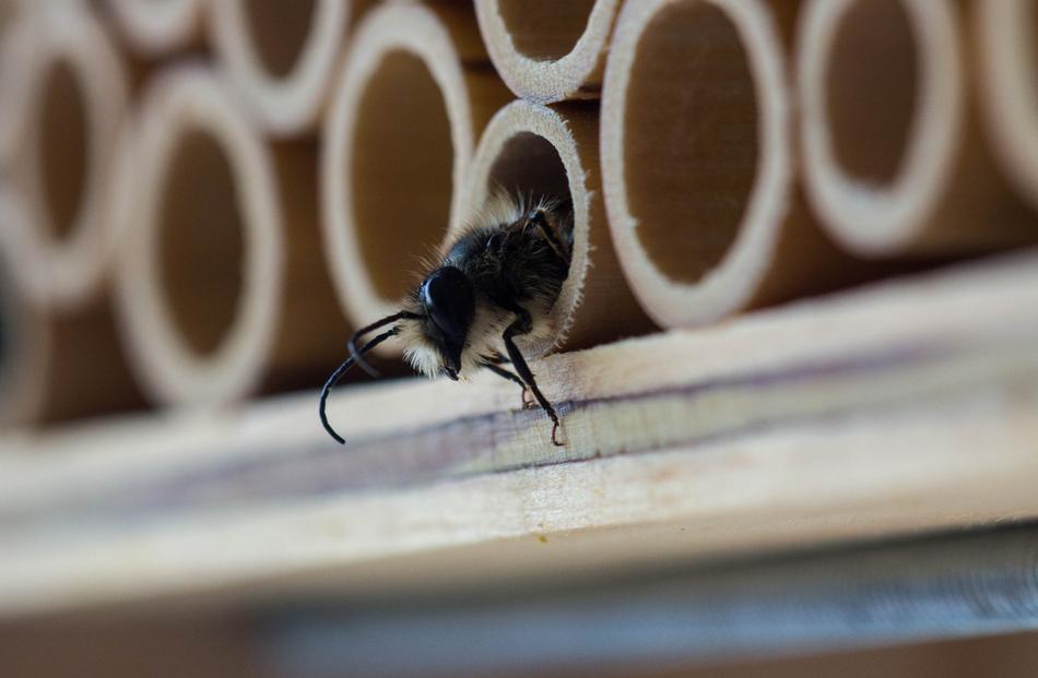 bee in a honeycomb