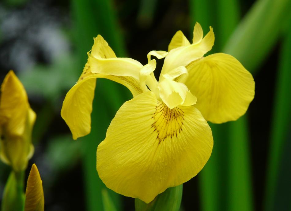 Plant Flower Nature