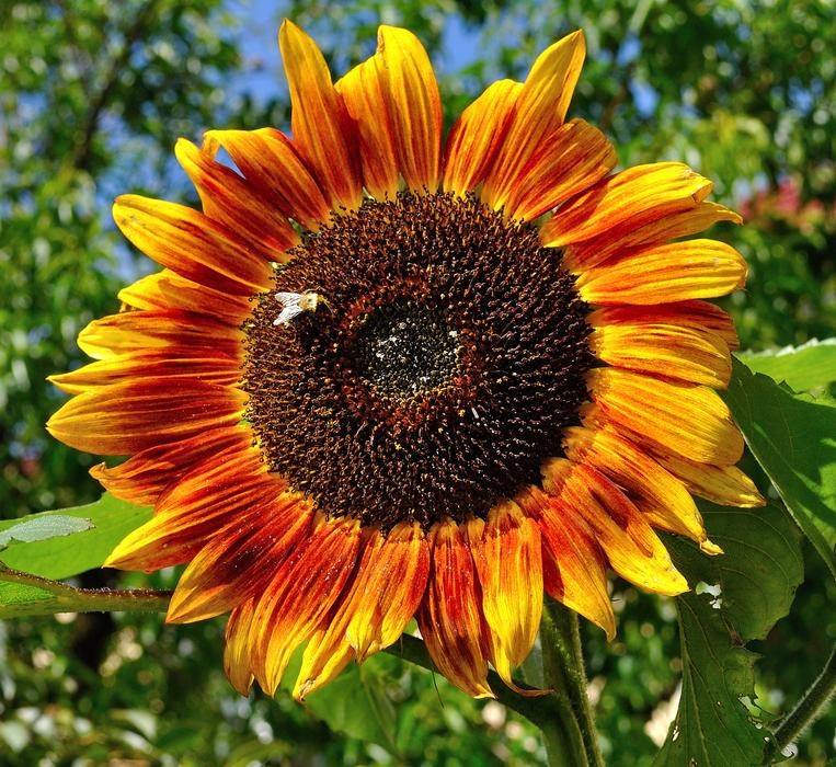 Garden Summer Sunflower Close up