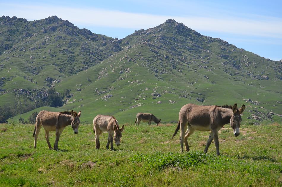 Wild Burro Hayfield Pasture