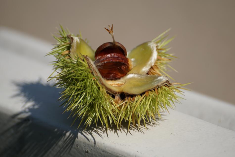 Chestnut Tree Autumn