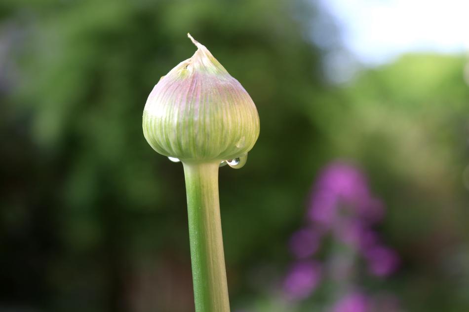 Nature Flower Plant