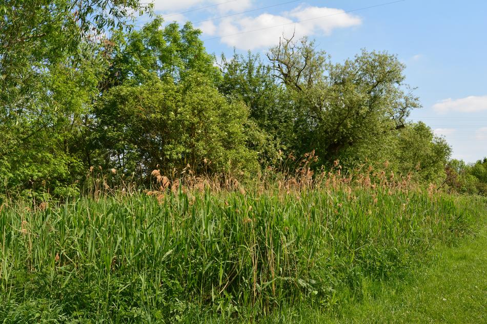 Nature Grass Landscape