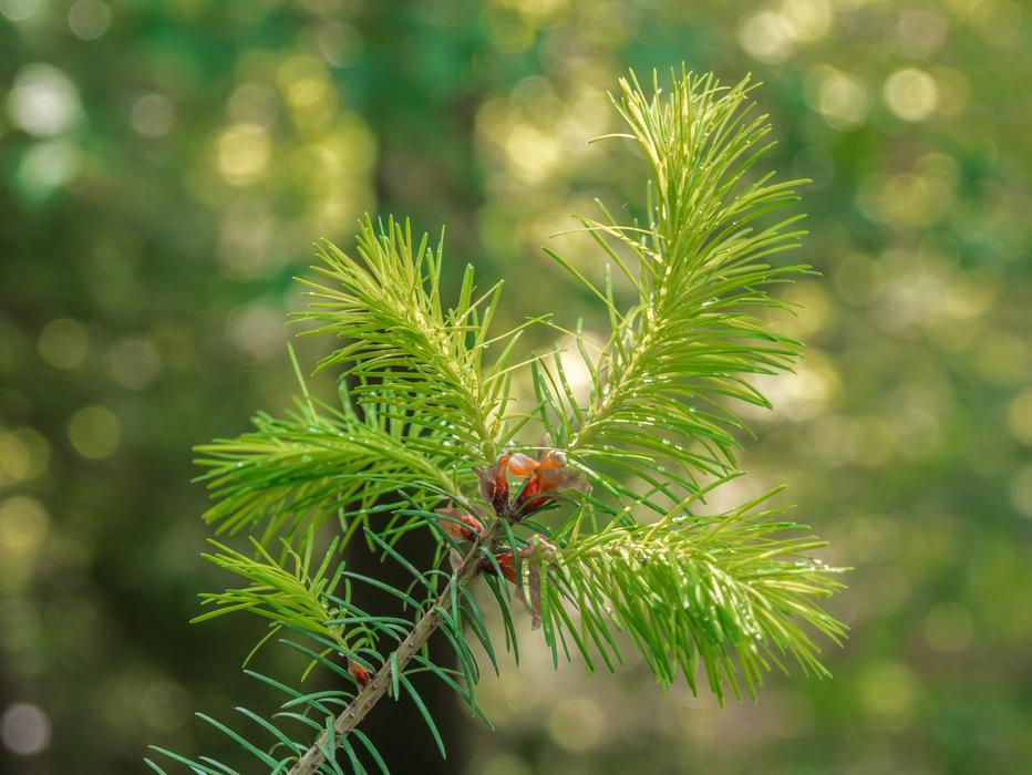 Tree Branch Forest