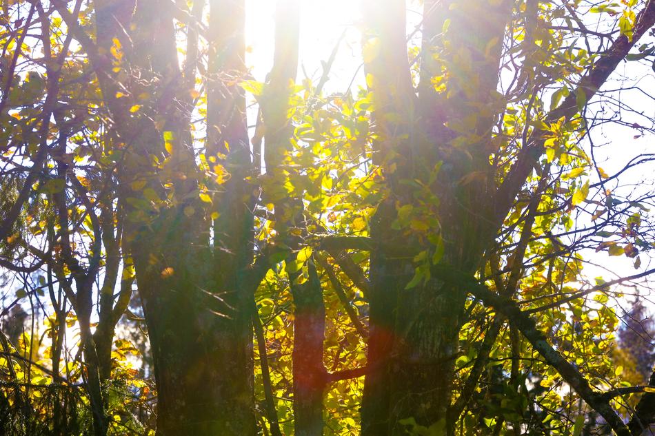 Landscape Trees Nature