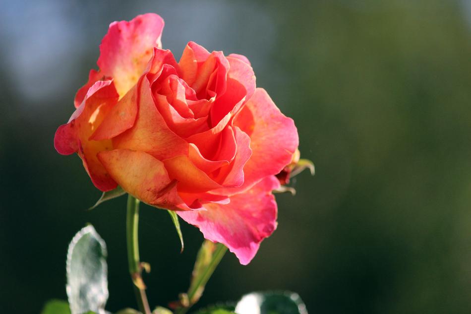 Flower Nature Plant