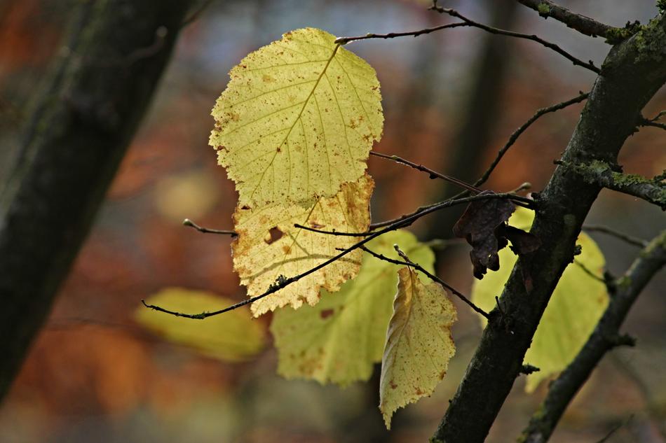 Leaves Autumn Fall Foliage