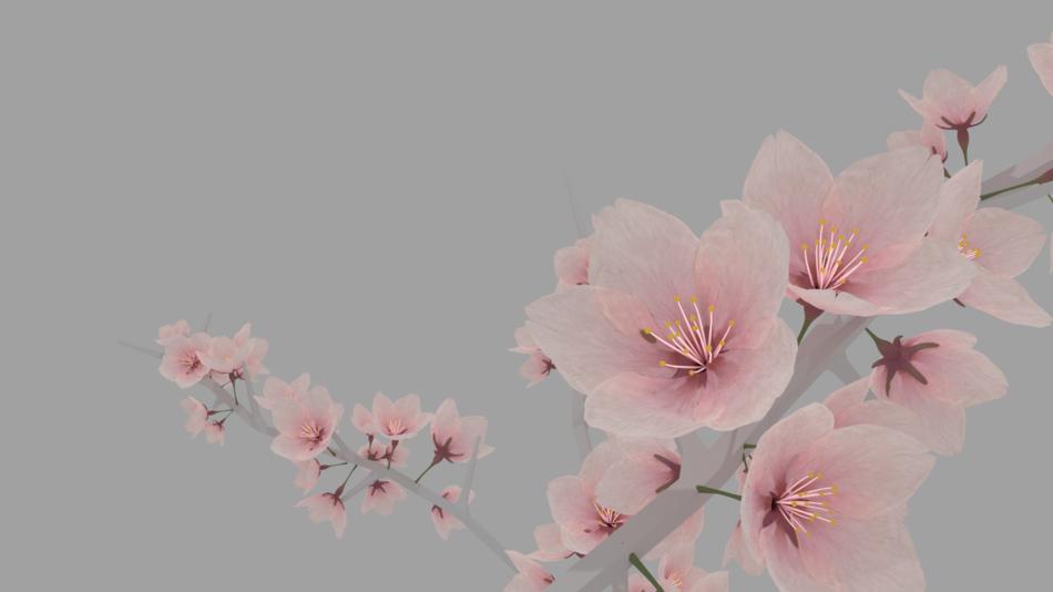 Sakura Cherry Blossom