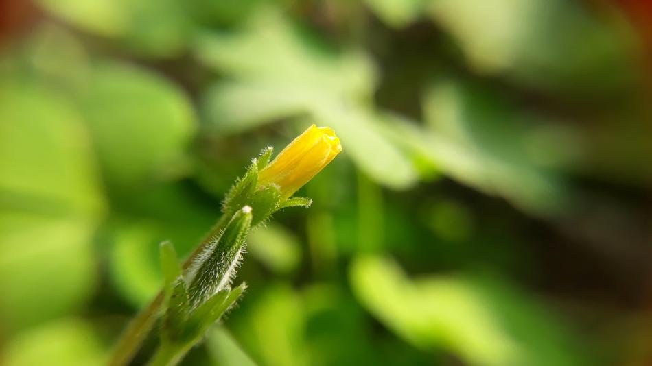 Leaf Nature Flora