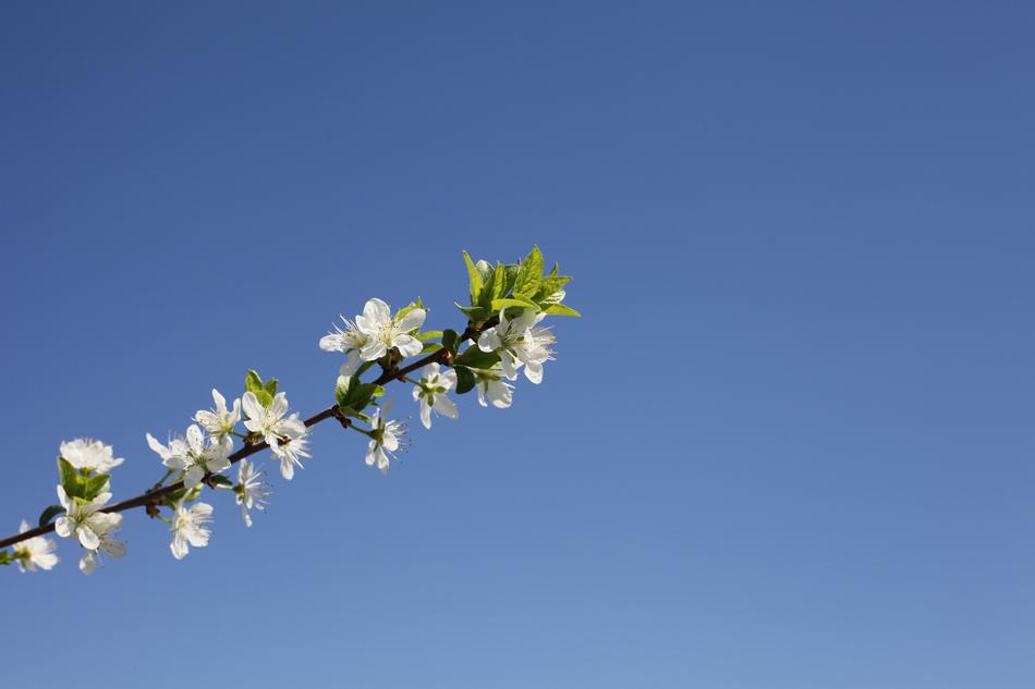 Flower Tree Nature