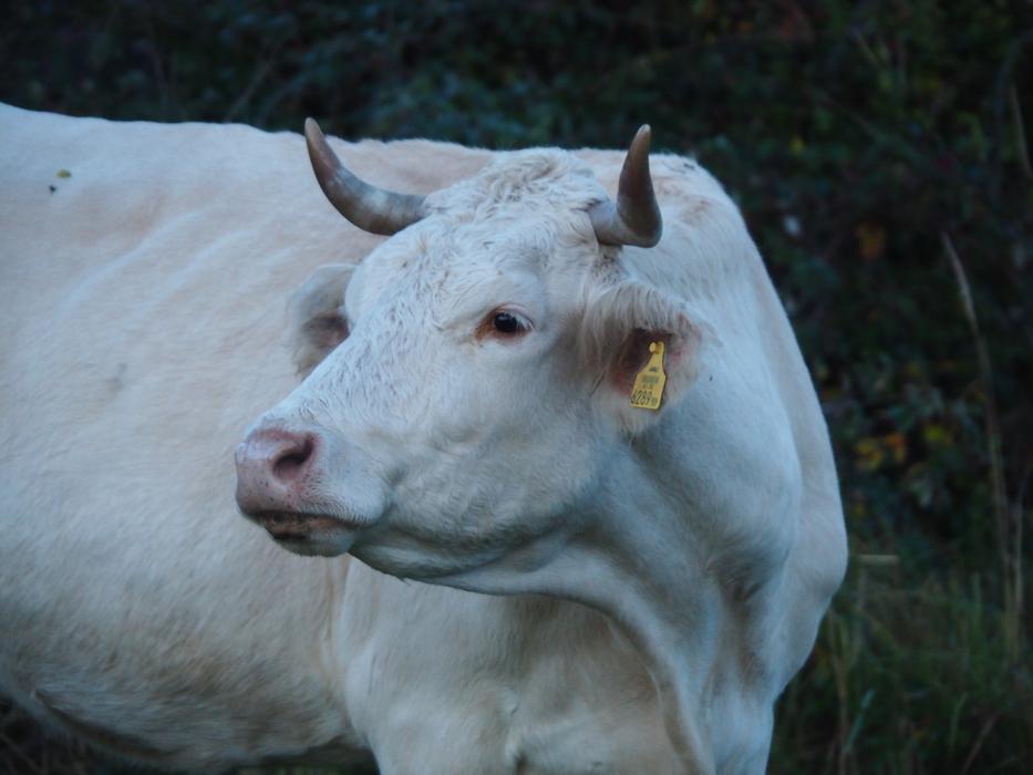 Cow Beef Pasture