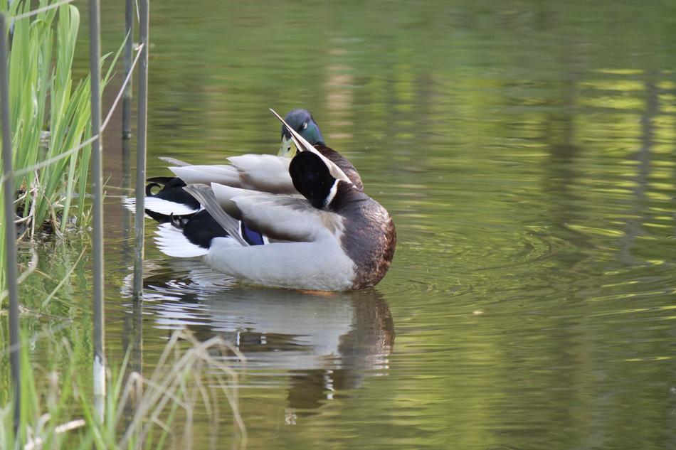Puddle Waters Duck