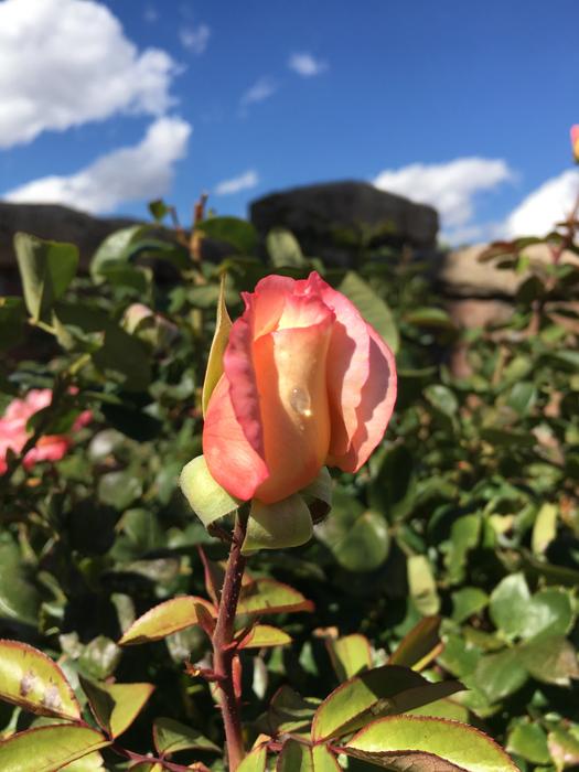 Rose Flower Dew