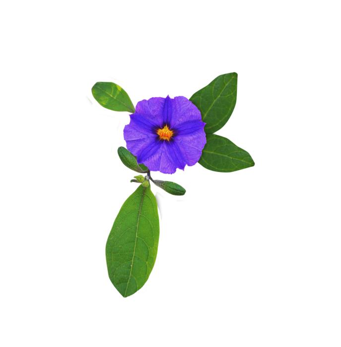 Image Cropped Flower Lilac